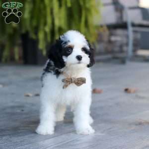 Brady, Cavapoo Puppy